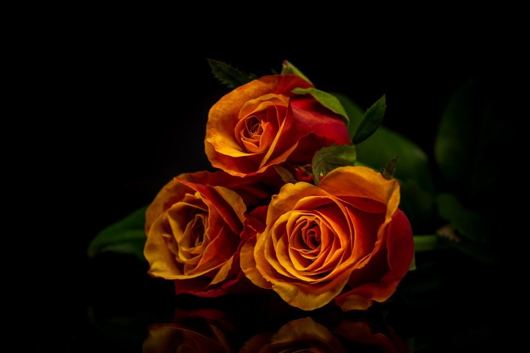 Красивые розы на черном фоне