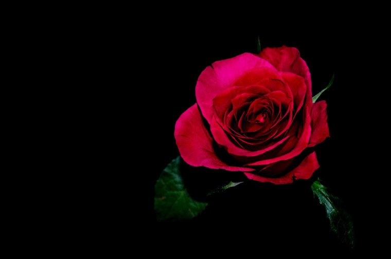 Роза на черном фоне