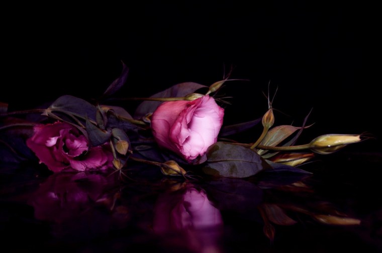 Роза Миледи