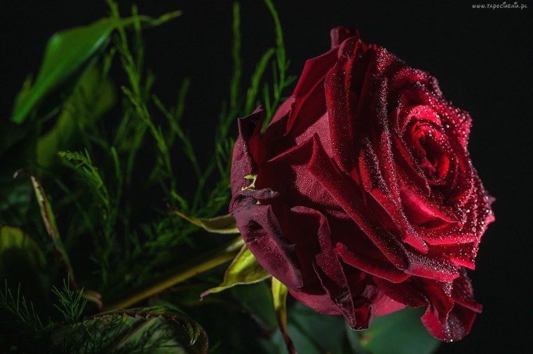 Алый цветок на черном фоне