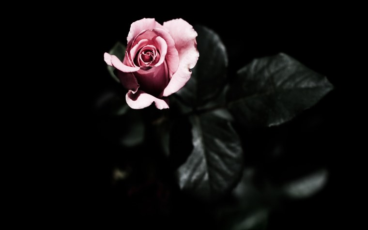 Фиолетовая роза на черном фоне