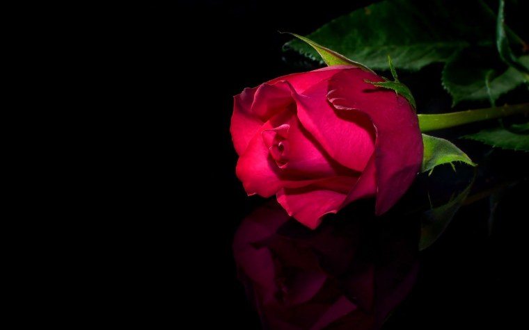 Роза на черном фоне