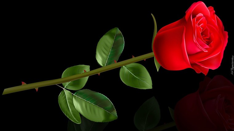 Красивые цветы на темном фоне