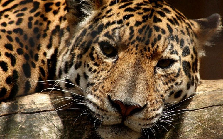 Леопард обои