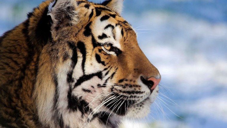 Тигр морда профиль