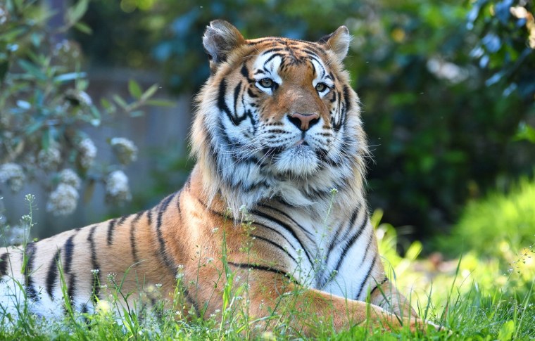 Тигр в природе