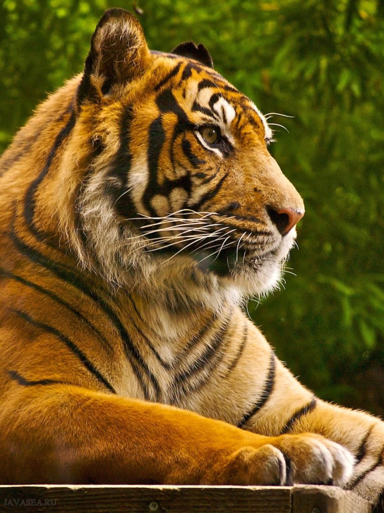 Золотой суматранский тигр