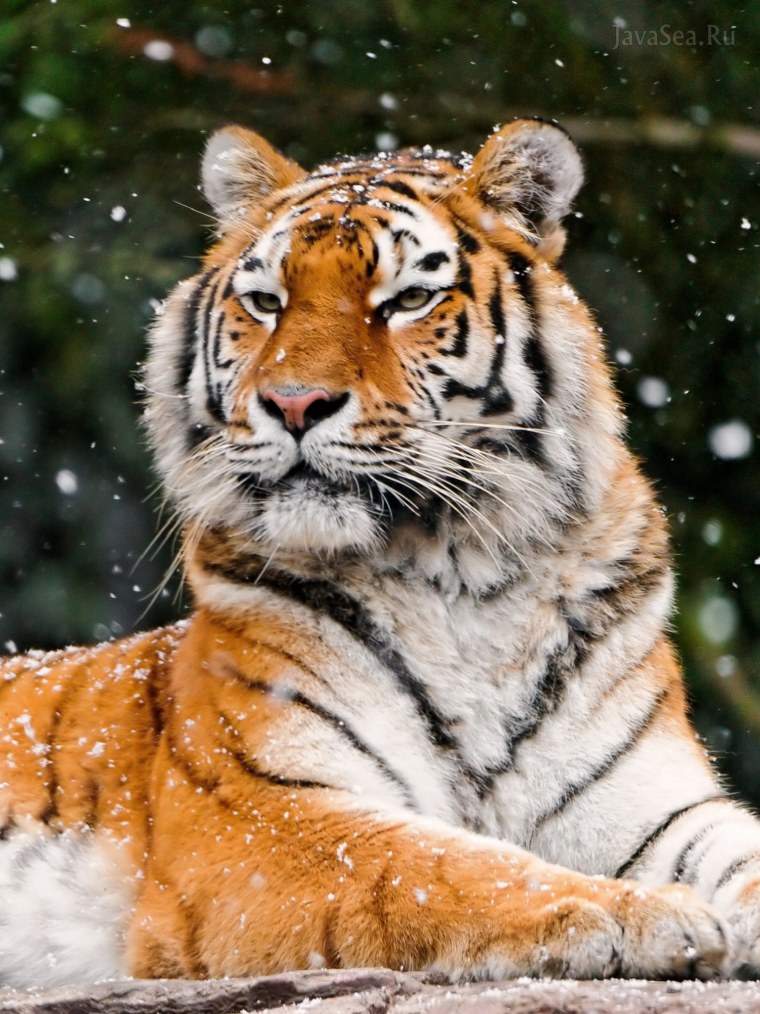 Амурский тигр
