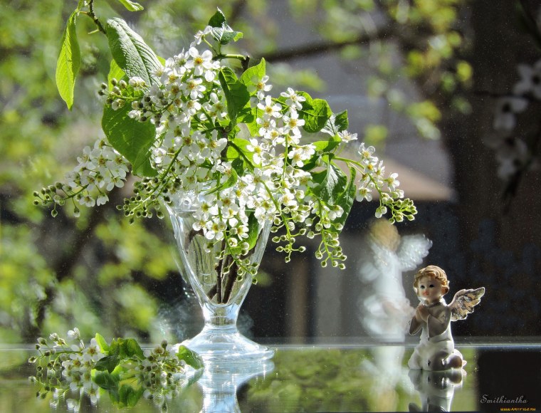 Букет цветущей черемухи