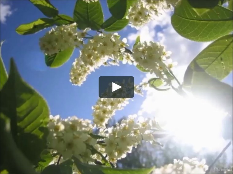 Черемуха солнце