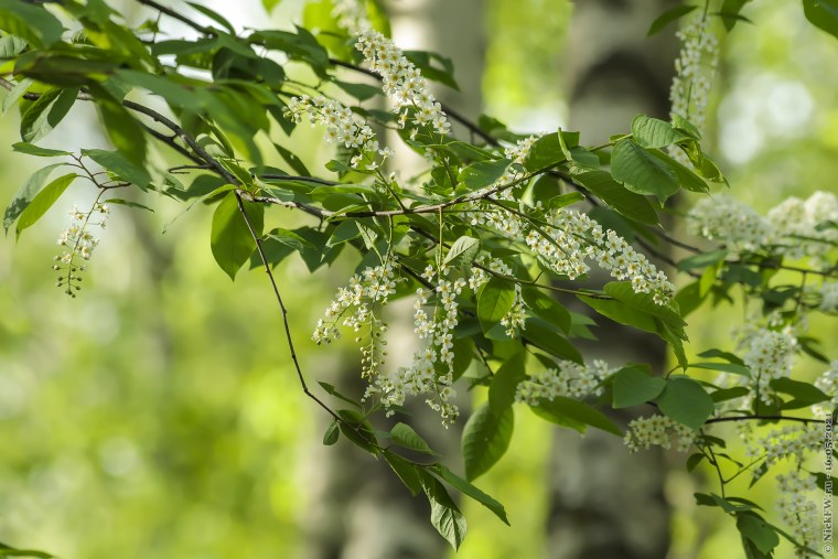Стебель черемухи обыкновенной