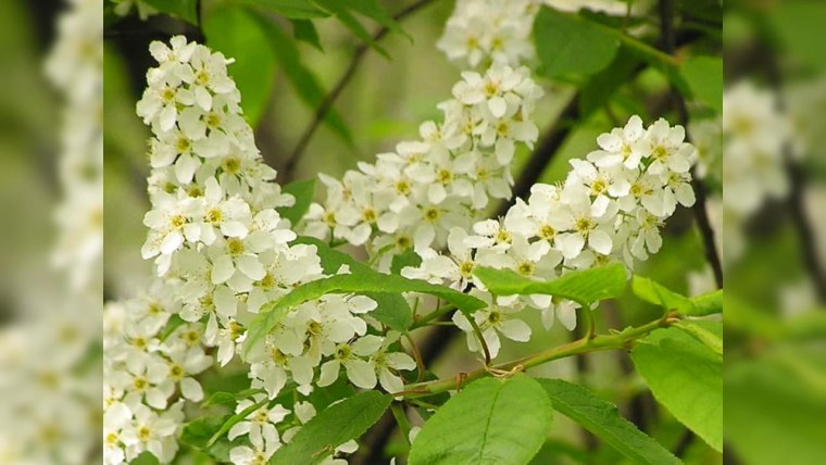 Соцветие черемухи