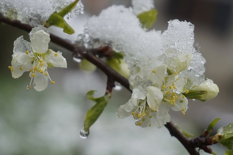 Черемуха в снегу