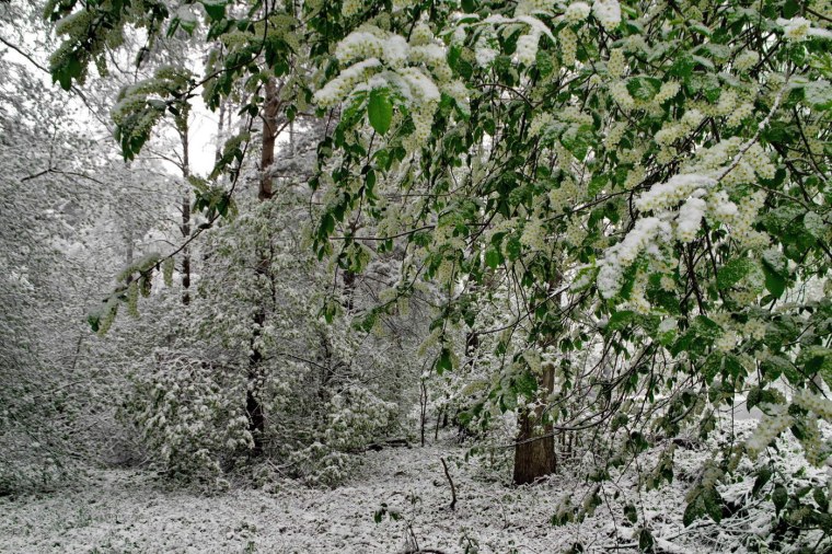Аллея черемухи