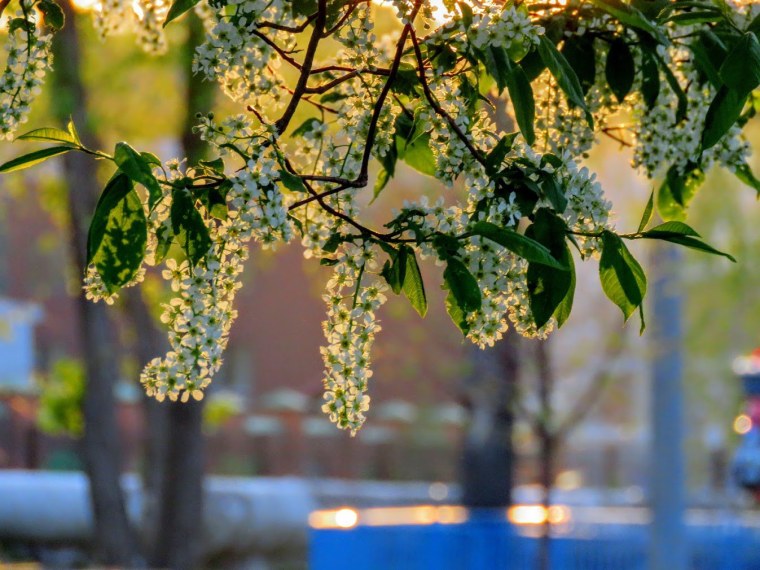 Роса медвяная на черемухе