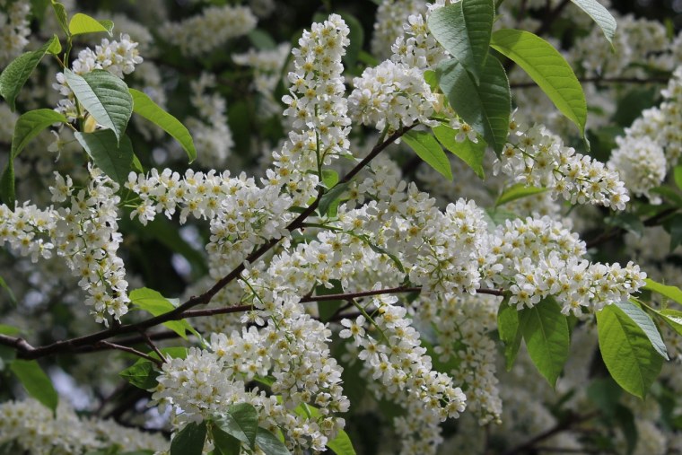 Черемуха в мае