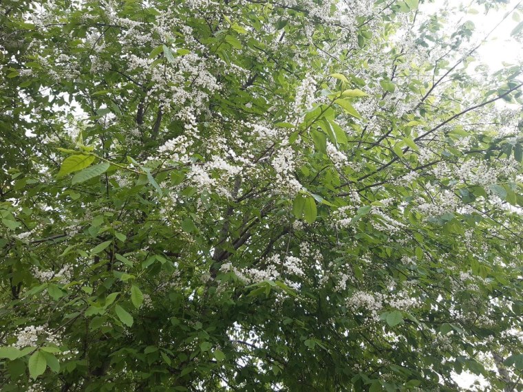 Цветение черемухи в Москве