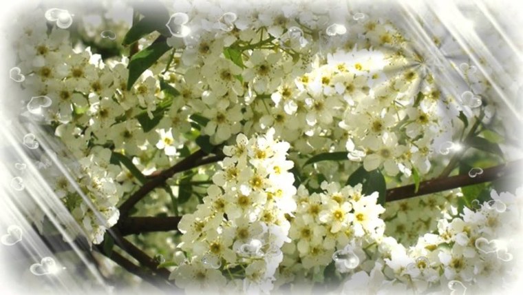 Сирень весной