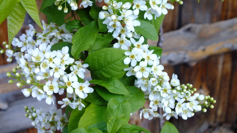 Черемуха махровая