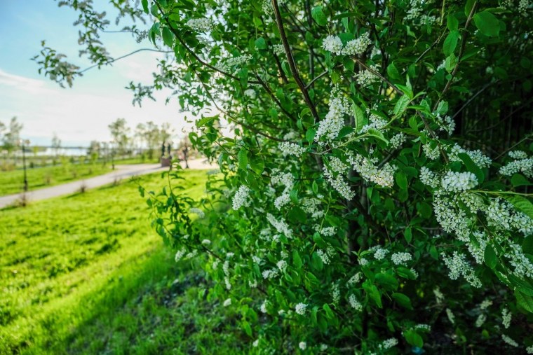 Село Константиново черемуха