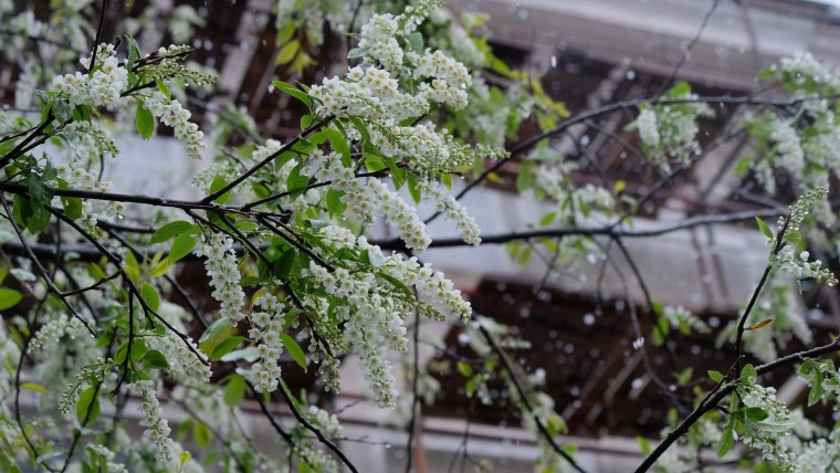 Черемуховый снег