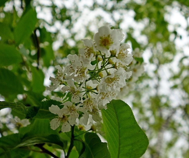 Весна цветет черемуха