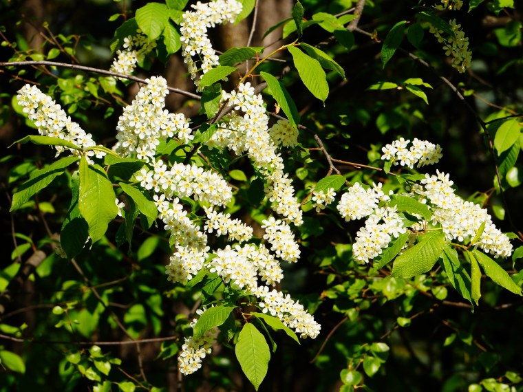 Черемуха Маака Amber Beauty
