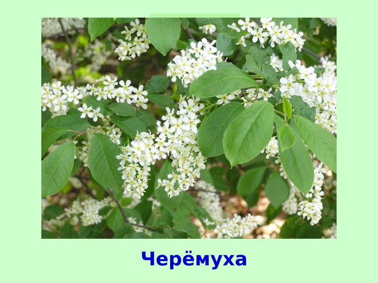 Цветет черемуха к похолоданию примета
