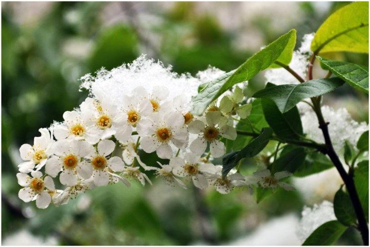Черемуха виргинская ветка зимой