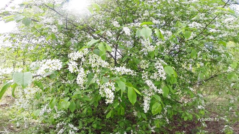 Цветение черёмухи