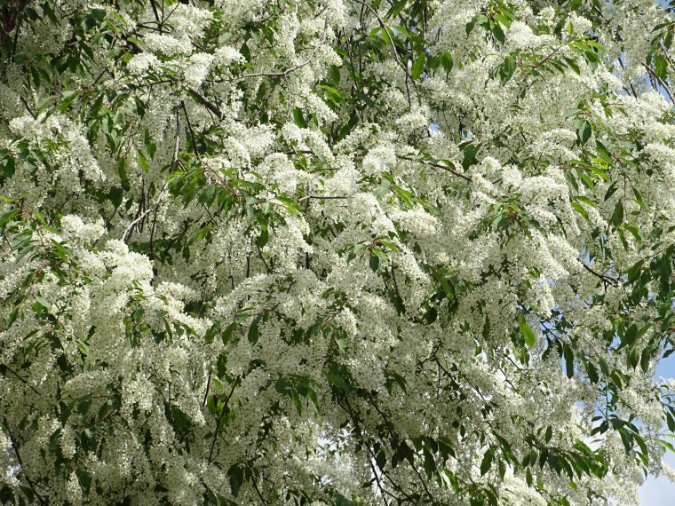 Черемуха обыкновенная «плена»