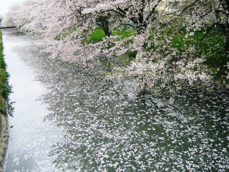 Черемуха осыпается