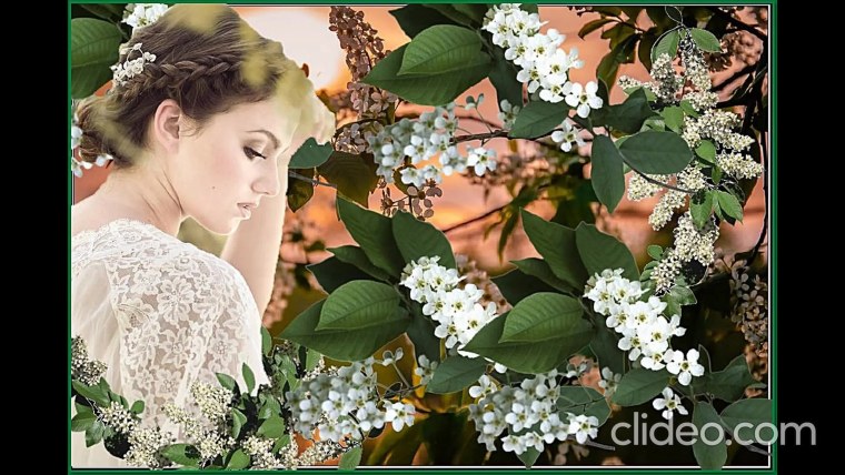 Черемуха отцвела