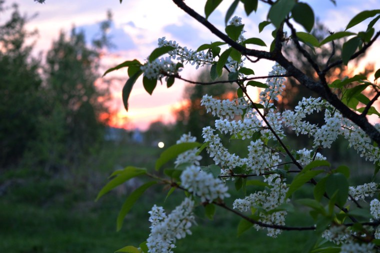 Черемуха цветет месяц