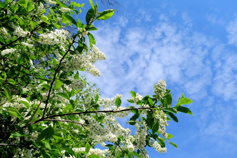 Черемуха и береза