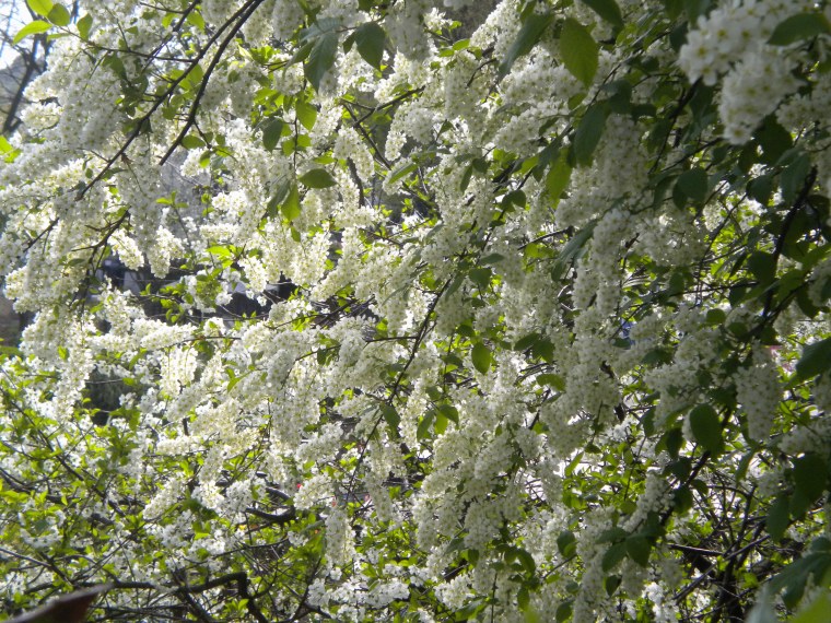 Черемуха осыпается