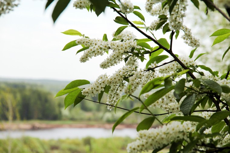 Черемуха обыкновенная цветение