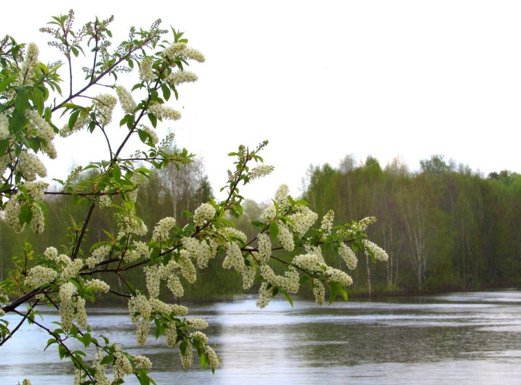 Черемуха Коми нецветущая
