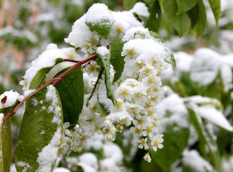 Черемуха обыкновенная зимой