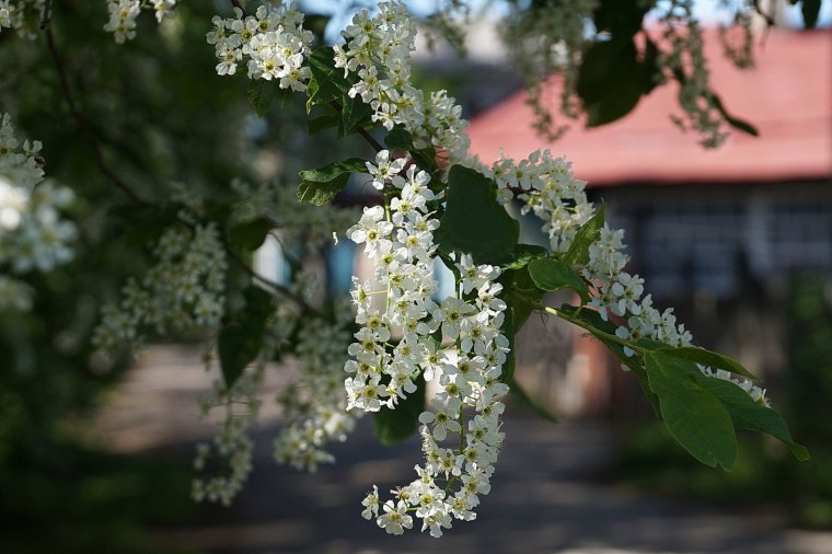 Черемуха цветет