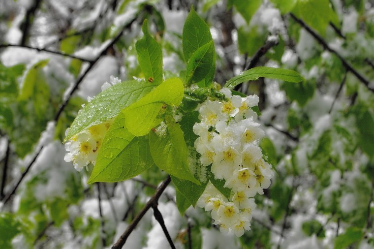 Черемуха ранняя