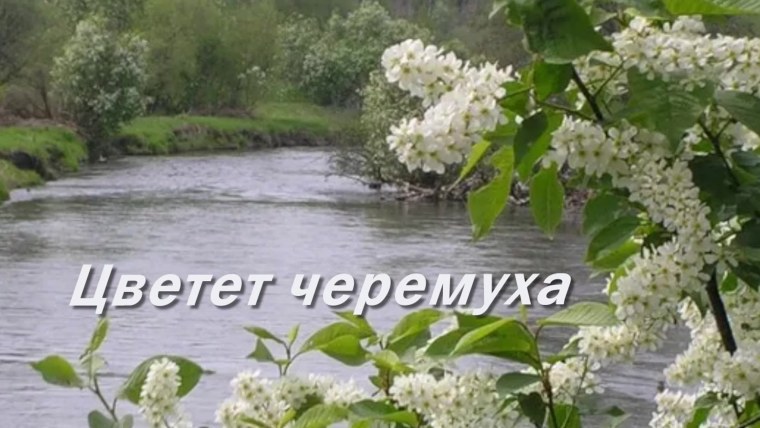 Песня цветет черемуха к похолоданию