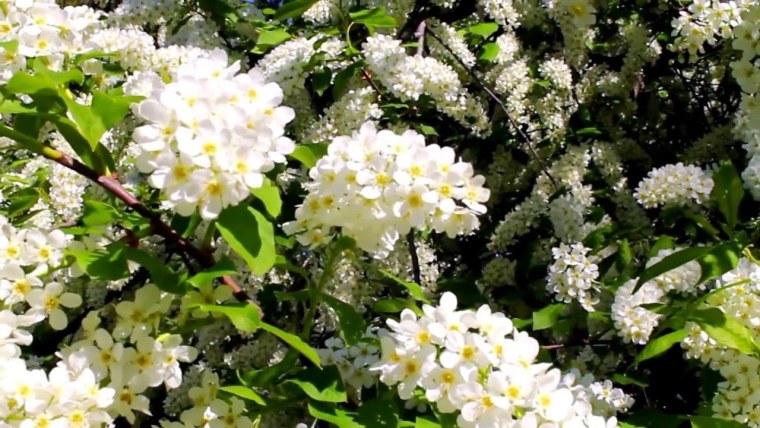 Черемуха Шомырт