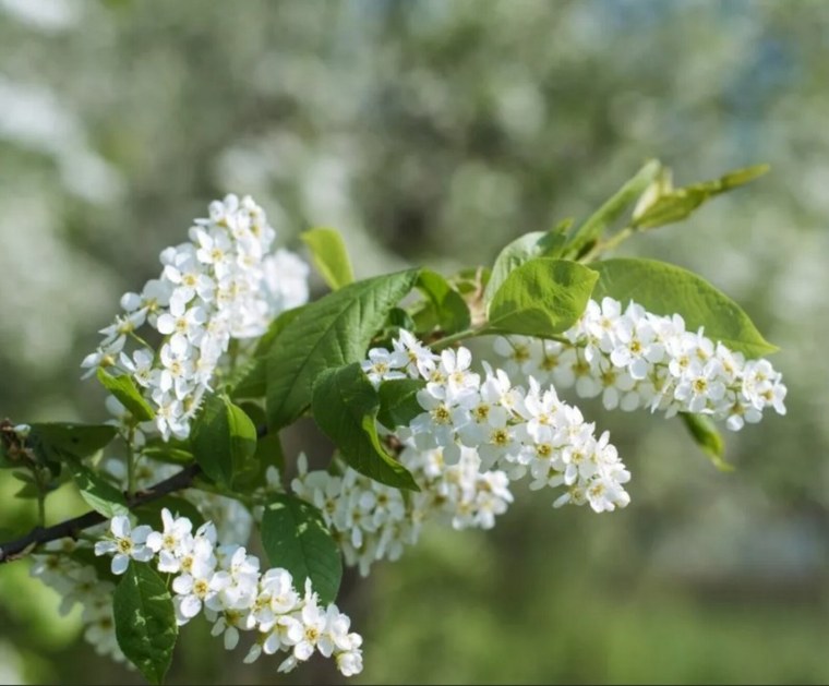 Черёмуха душистая дерево