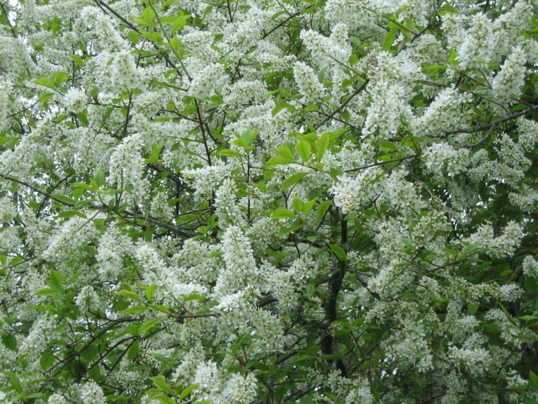 Черемуха Бургундская