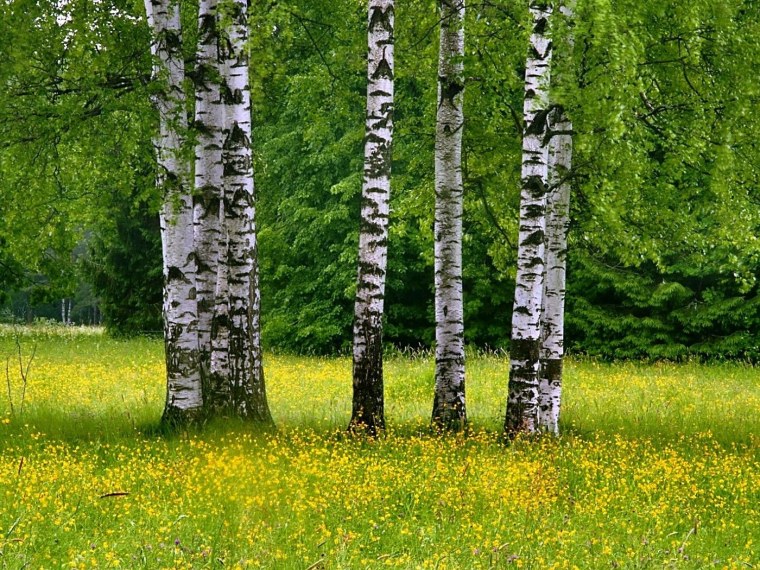 Береза в Московской области