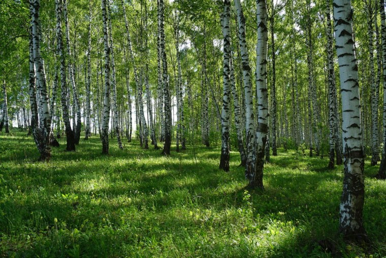 Березовая роща