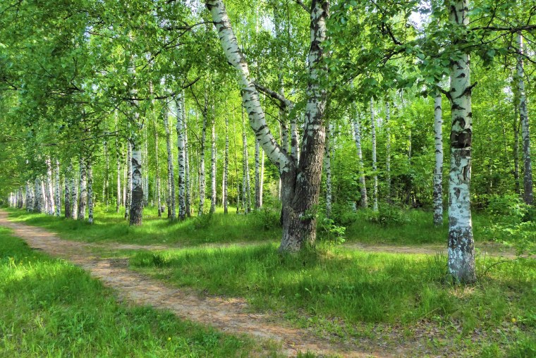 Березовая роща Навля