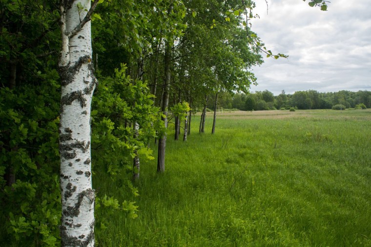 Березы Великий Новгород
