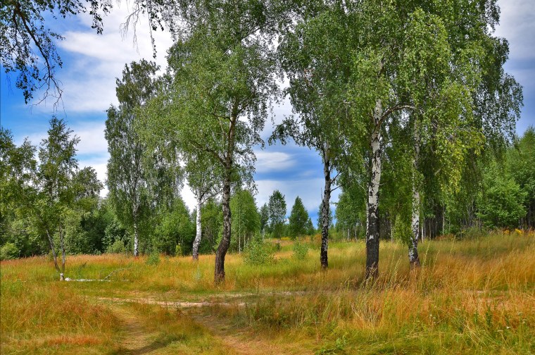 Березовая роща Балаково